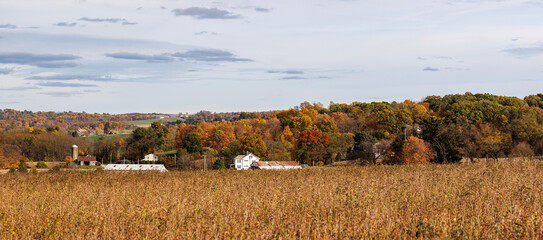 Wall Mural - Cornfield in the fall in the farmland of Amish country, Ohio