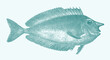 Short-nosed unicornfish naso brevirostris, tropical marine fish in side view