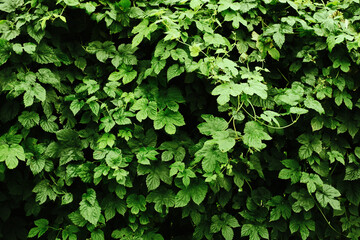 Canvas Print - Climber plant background. Creeper plant texture. Gedge bush pattern. Natural summer wall. Home outdoor decoration. Green leaves texture.