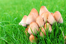 Marasmius Oreades Mushrooms On The Green Lawn, In The Autumn