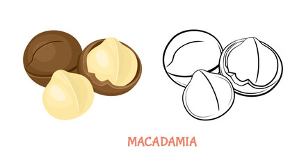 Wall Mural - Macadamia flat illustration colored and outlined. Vector nut isolated on white. Simple icon sketch.