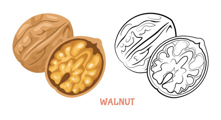 Wall Mural - Walnut flat illustration colored and outlined. Vector nut isolated on white. Simple icon sketch.