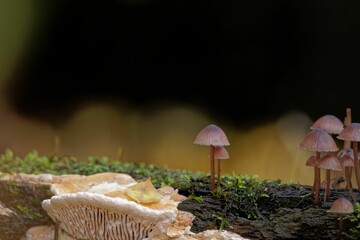 Sticker - Selective focus shot of the Mycena haematopus fungus