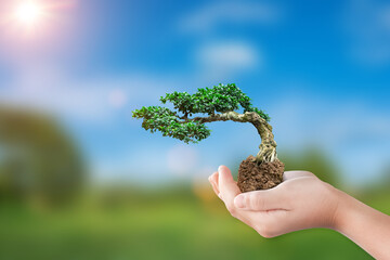 Canvas Print - international eco earth day concept. hand holding bonsai tree growing on natural background