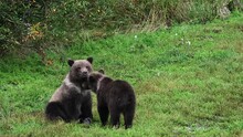 Cute Little Brown Bear Cubs With Natal Collars Playing In Grass On The Side Of The Brooks River Waiting For Mother Bear, Katmai National Park, Alaska
