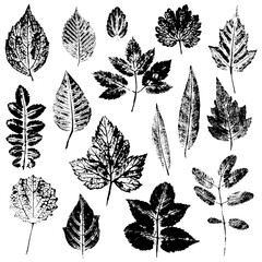 Set of leaves of trees and shrubs of different shape and structure. Black silhouettes of detailed leaf textures. Inky nature prints isolated on white background. Realistic elements for nature design. 