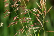 Field spikelets natural dried flowers 80 centimeters high.