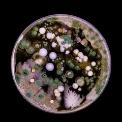 Canvas Print - Samples of Petri dishes with a culture of microorganisms and fungi in the surface of agar nutrient medium