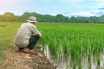 Wall Mural - Asian male farmer using tablet for research leaves of rice in organic farm field. Agriculturist check the growing rice production in rice paddy field by using tablet. Agricultural technology Concept.