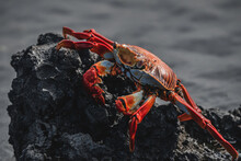 Red Crab On The Rock; Galapagos Animals