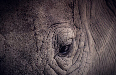 close up elephant eye wild animal background