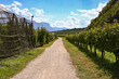 Wanderweg führt vorbei an Apfelplantagen in Südtirol, Kaltern, am See, Bozen, Italien