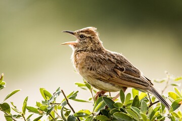 Sticker - Lark with open beak perching on green leaves isolated in blurred background