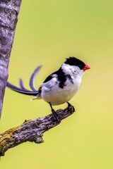 Wall Mural - Little pin-tailed whydah perching on wood