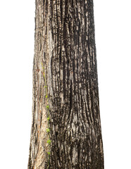 Aufkleber - Trunk of a Tree Isolated On White Background