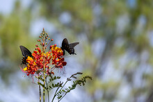 Two Black Butterflies Drinking Nectar From Red And Yellow Flowers