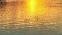 Single Loons Crossing Lake Reflecting The Spectacular Sunset