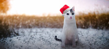 Beautiful Cat Wearing Santa Hat On Christmas Snowy Day