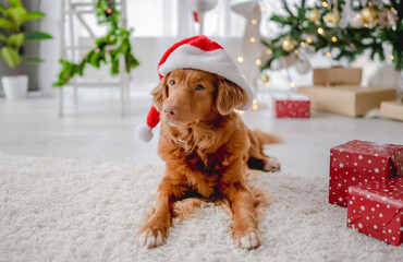 Wall Mural - Toller retriever in Christmas time