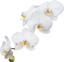 Flower Orchid Plant Png Free Stock Photo Public Domain Pictures Flower Orchid Plant Png Free Stock Photo Public Domain Pictures