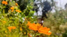 Bee On An Orange Cosmos Flower