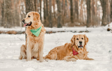 Wall Mural - Golden retriever dogs in winter time