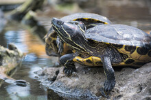 Close-up Of Two Red-eared Slider Turtles On A Rock, Spain