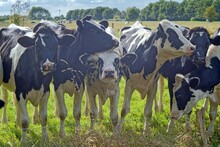 Herd Of Young Cows Standing In A Field In Summer, East Frisia, Lower Saxony, Germany