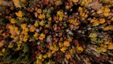 jesienny las z drona 