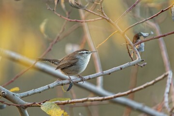 Poster - Brown wren perching on tree branch