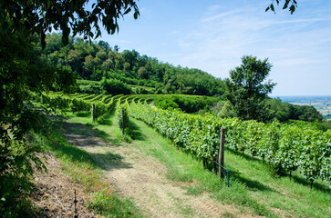 Wall Mural - Panorama dei filari dei vigneti dei colli euganei in Veneto in una giornata di sole primaverile 