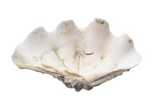 Scaly Giant Clam Shell Or Tridacna Squamosa Isolated On White Background Included Clipping Path.