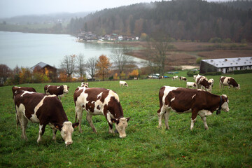 Cow images from a cheese production village in France