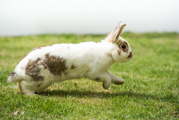 Rabbit running and jumpping on green grass. Home decorative rabbit outdoors. Little bunny, Year of the Rabbit Zodiac, Easter bunny.