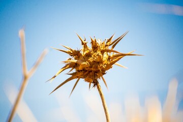 Wall Mural - Thistle dry flower isolated with blue sky background.