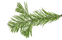 Christmas Branch Of A Pine Tree Isolated