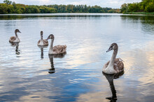 In Autumn, Young Gray Swans On The Lake In The Evening. Swan Family Of Birds Outdoors.