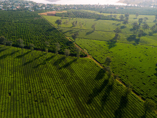 Wall Mural - Aerial view of Bien Ho Che or Bien Ho tea fields, Gia Lai province, Vietnam. Workers of the tea farm are harvesting tea leaves in the early morning.