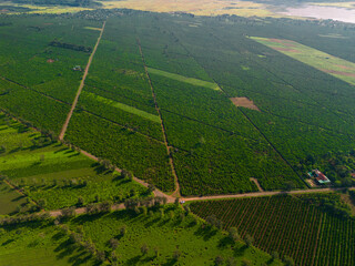 Wall Mural - Aerial view of Bien Ho Che or Bien Ho tea fields, Gia Lai province, Vietnam. Workers of the tea farm are harvesting tea leaves in the early morning.