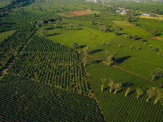 Wall Mural - Aerial view of Bien Ho Che or Bien Ho tea fields, Gia Lai province, Vietnam. Workers of the tea farm are harvesting tea leaves in the early morning.