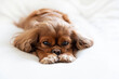 © AnnaFotyma - Cavalier spaniel napping on the white blanket