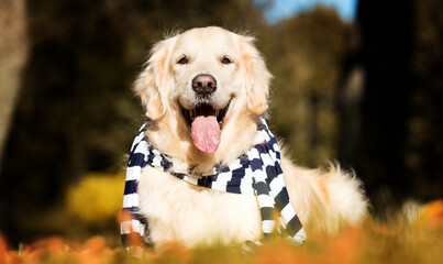 Sticker - golden retriever dog in autumn leaves wearing a striped scarf