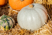 Pumpkin (cucurbita) An Orange Or White Winter Vegetable Squash Used For A Halloween Display, Stock Photo Image