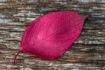 Wall Mural - common dogwood autumn leaves colour during the november fall showing a red leaf on a wood background