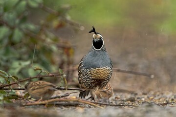 Canvas Print - cute California quail (Callipepla californica) resting on the ground on the blurred background