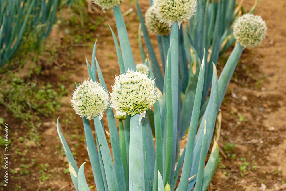 葱坊主 葱坊主Stock Photo | Adobe Stock