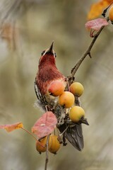 Poster - Vertical closeup of adorable Red-breasted sapsucker perched on a branch with Persimmon fruits