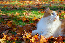 Cat In Autumn