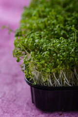 Wall Mural - Microgreens sprouts of watercress salad.