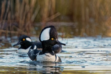 Sticker - Closeup of two adorable hooded merganser ducks swimming in a lake